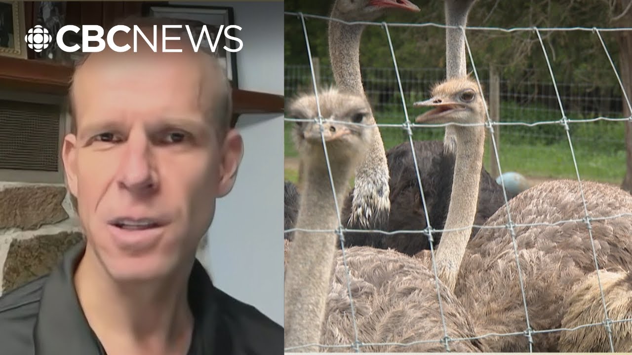 Was there an alternative to culling hundreds of B.C. ostriches?