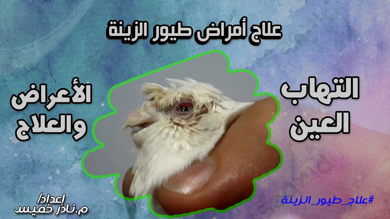 علاج التهاب عين الطيور👀 ( دواء سحرى)