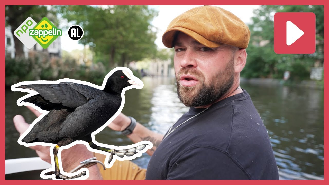 DE #MEERKOET BOUWT EEN HEEL BIJZONDER NEST 😮 | Beestenbrigade Stadsdieren | NPO Zappelin