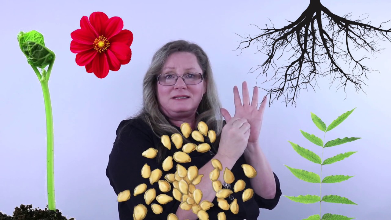 Ms. Cobb's Kinder Corner: Kindergarten Lesson on the Parts of a Plant
