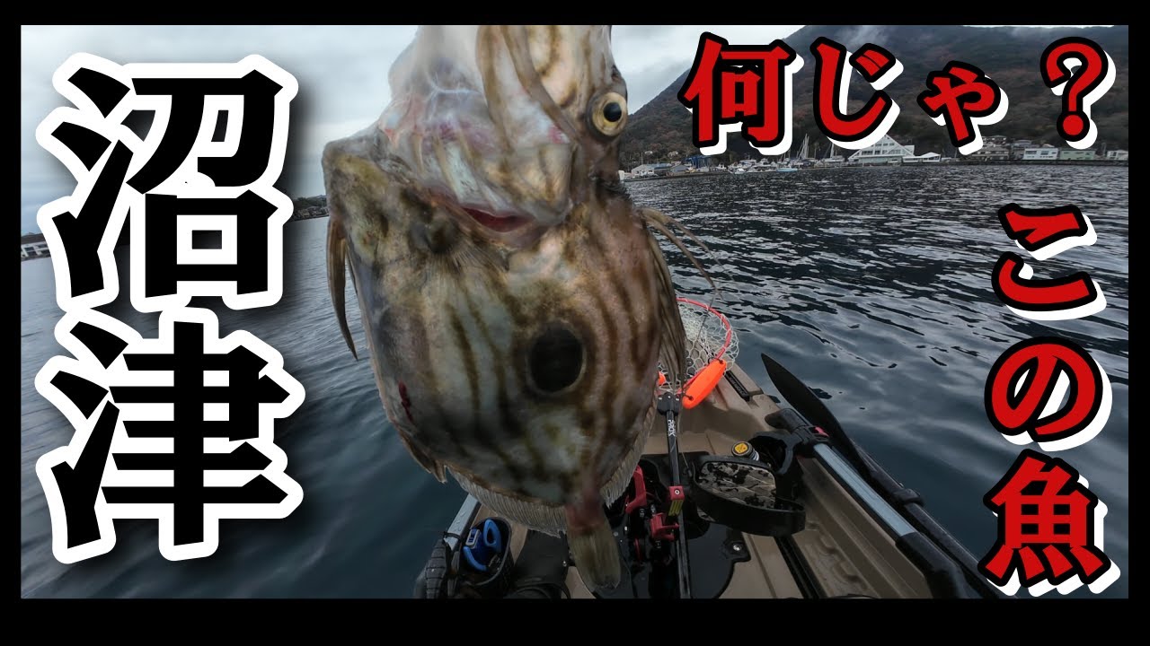 【沼津】喰い渋になってきましたが、馴染みの無い魚がヒット！【カヤッ