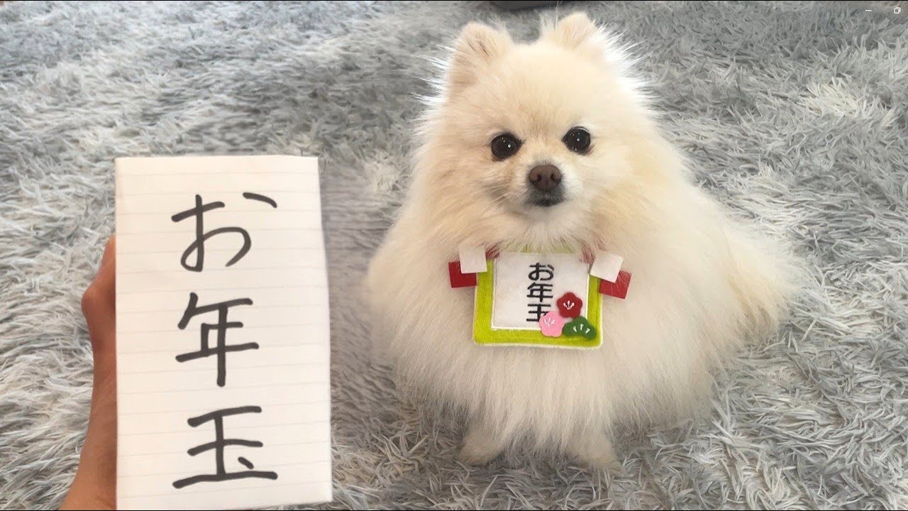 寂しいお正月も犬がいれば幸せ