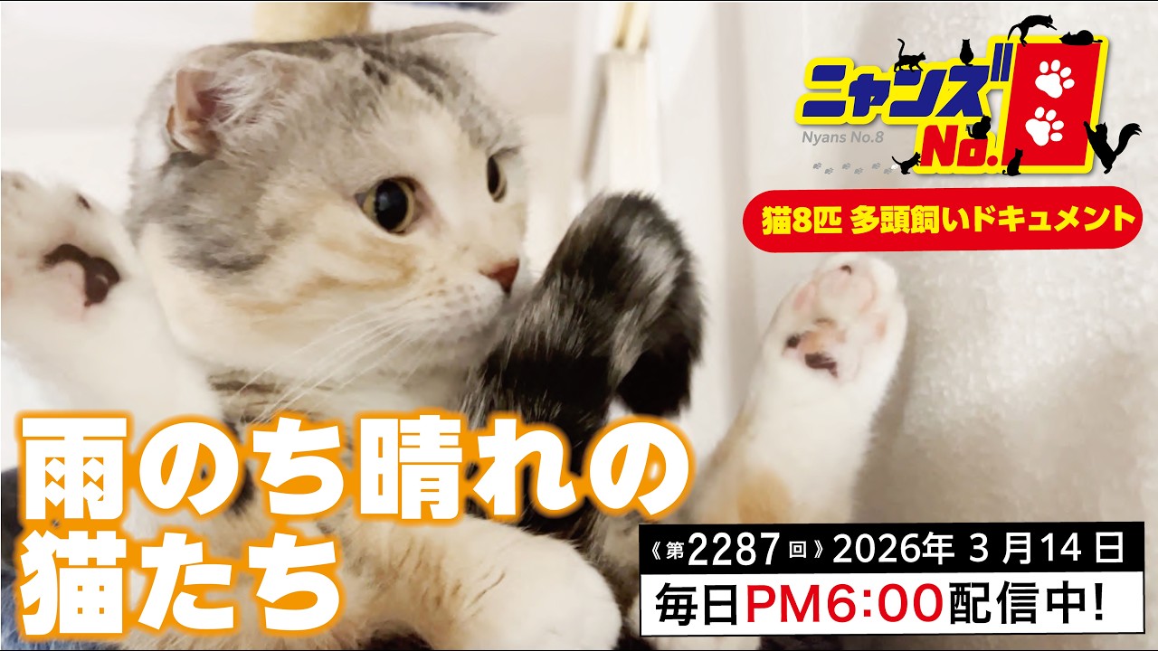 《第2287回》雨のち晴の猫たち