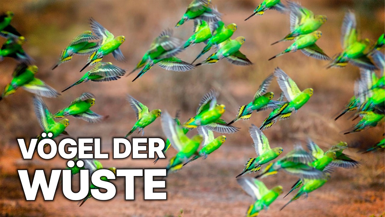 Leben im australischen Outback | Zwischen Hitze und Regen