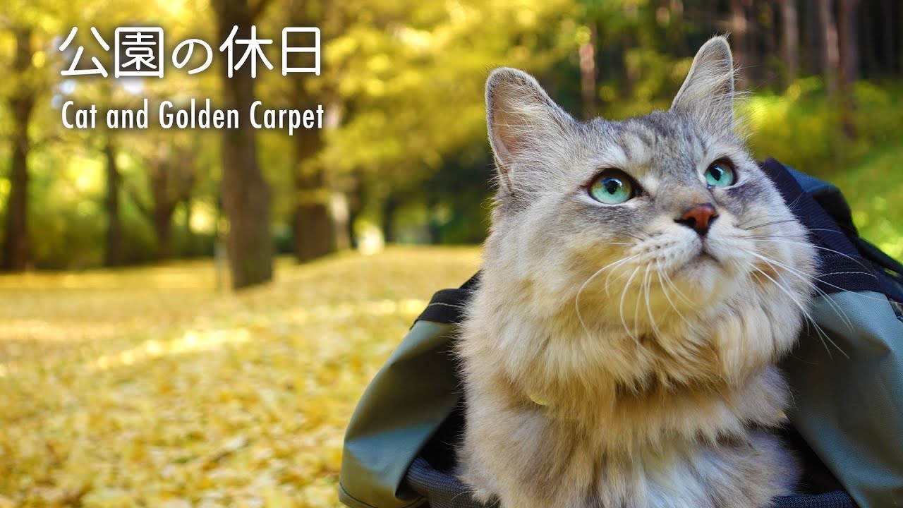 おとなしいサバトラ風長毛猫と公園の銀杏並木さんぽ/Cat Going to a park to see the autumn leaves