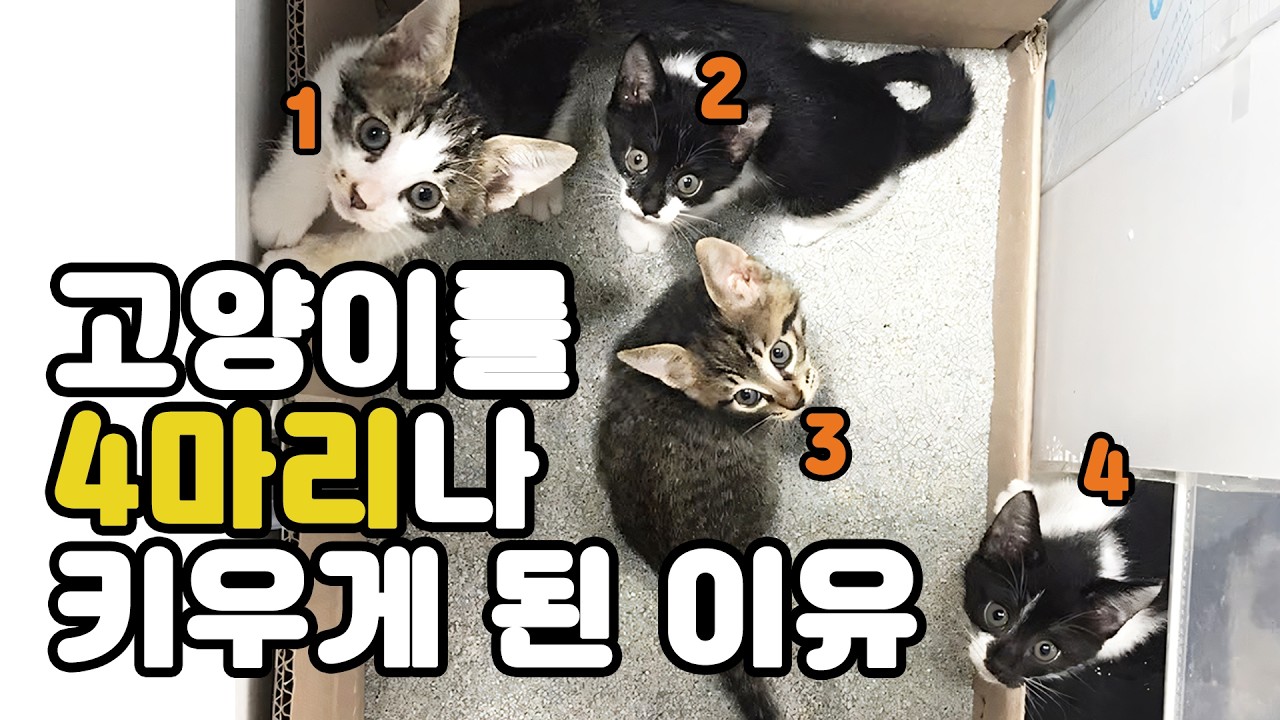 고양이를 4마리나 키우게 된 이유