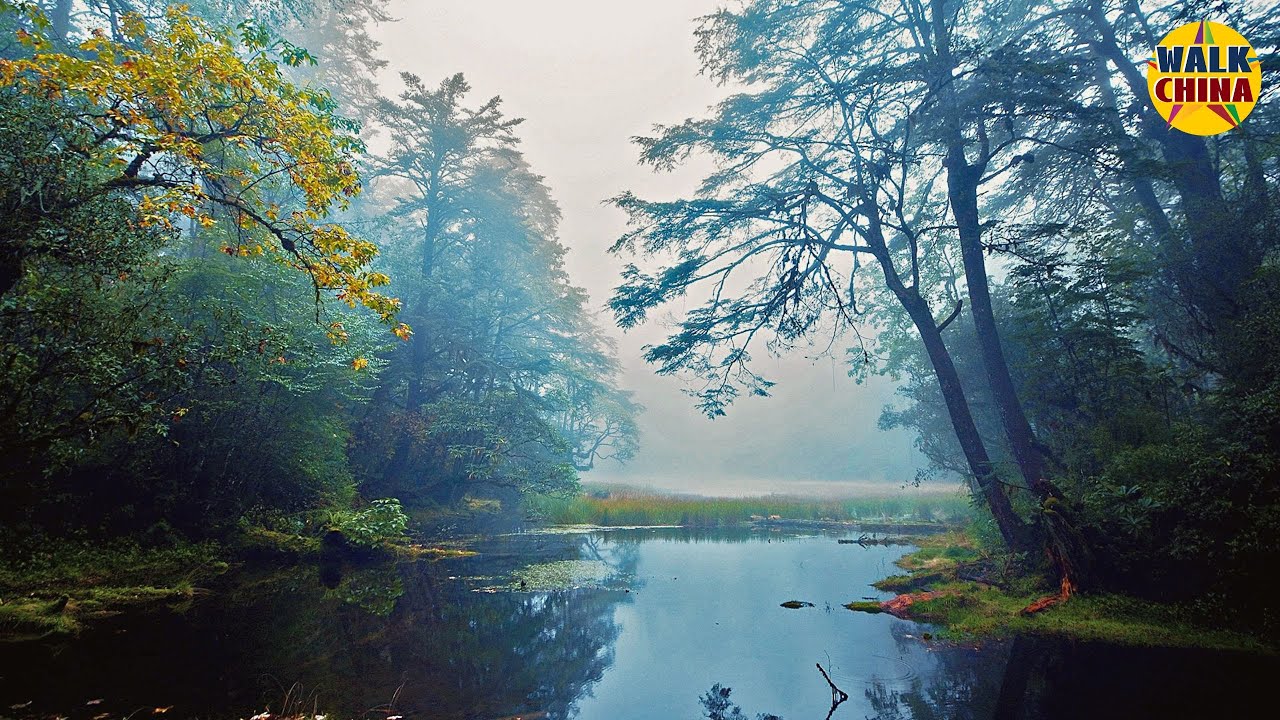 海螺溝の草海子 A foggy day walking through forest with rain sounds in 4K「Hailuogou Valley, China」