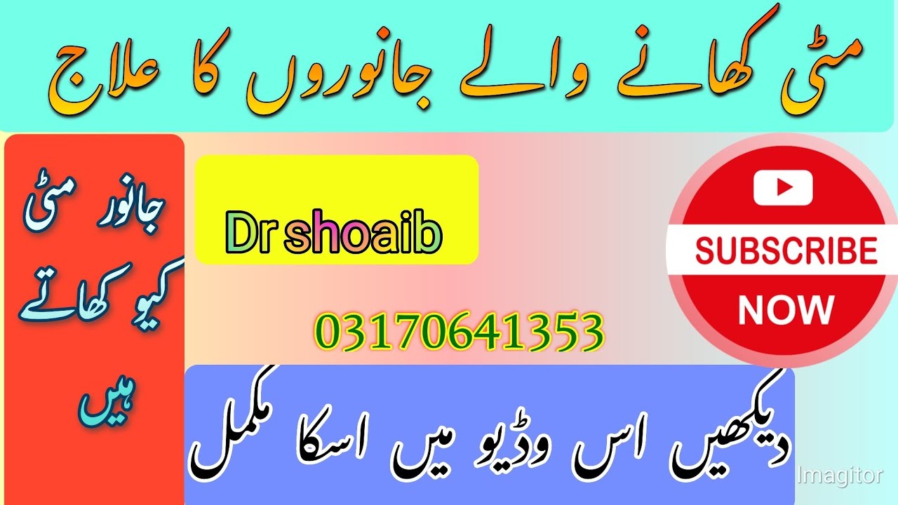 جانور مٹی کیوں کھاتے ہیں۔۔جانئیے اس وڈیو میں اسکا مکمل علاج۔۔۔ڈاکٹر شعیب کے ساتھ 