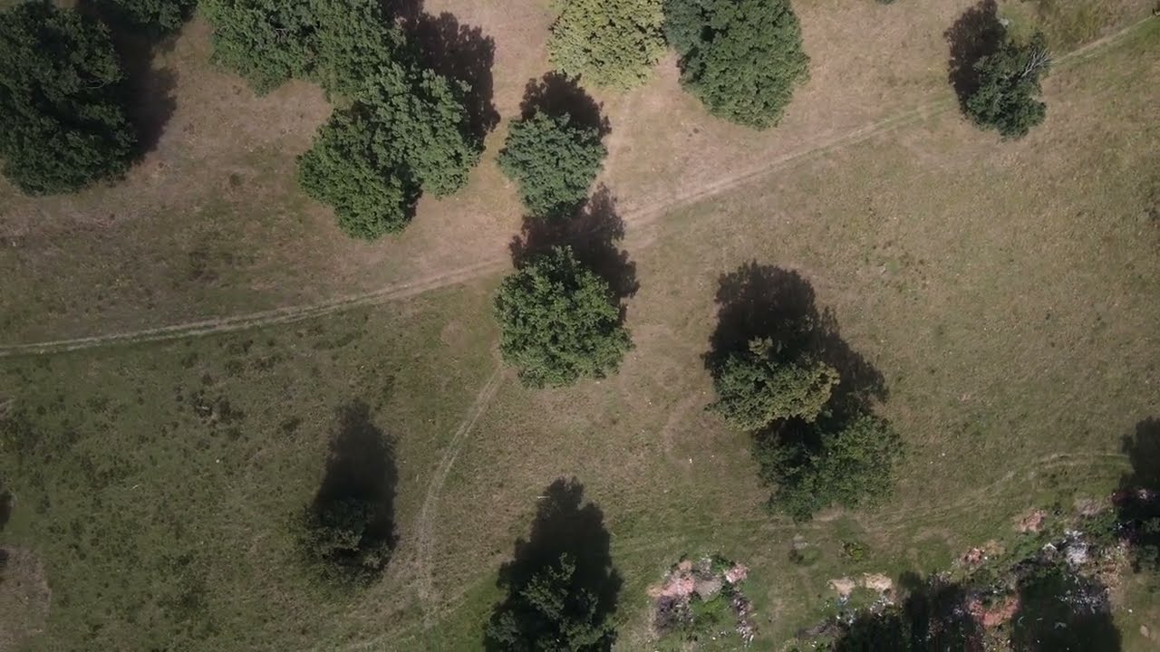Zbor între arbori: păşune cu stejari Hodişu