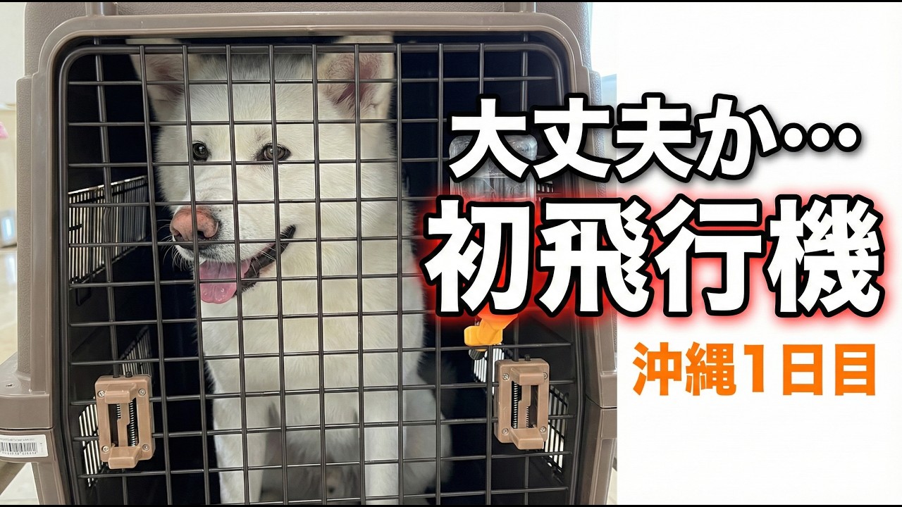 本当に大丈夫？秋田犬の初フライト