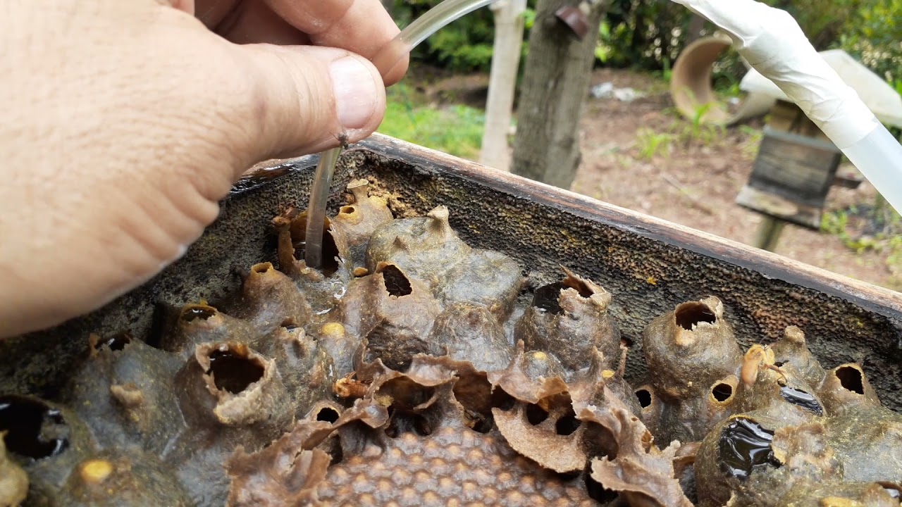 RETIRADA DE MEL DE COLMEIA DE ABELHA NATIVA URUÇU AMARELA, COM BOMBA ELÉTRICA.