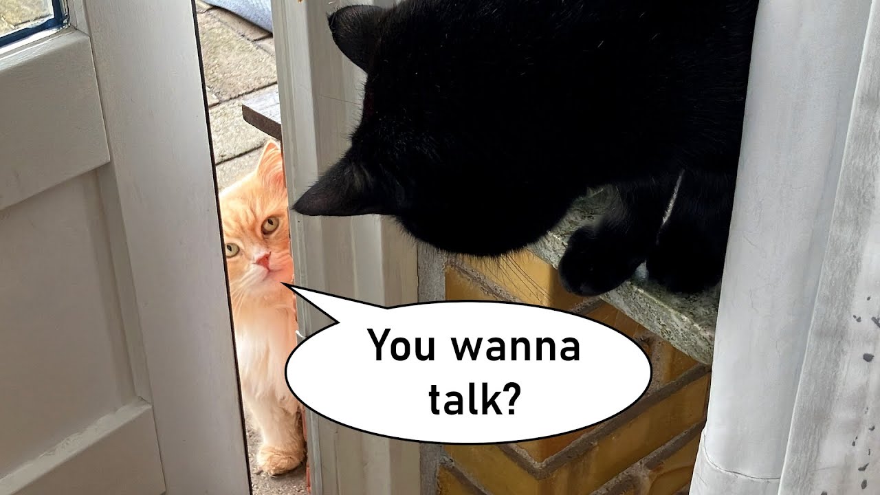 Cute cat with huge fur coming to visit - what will Mads and Martin say?