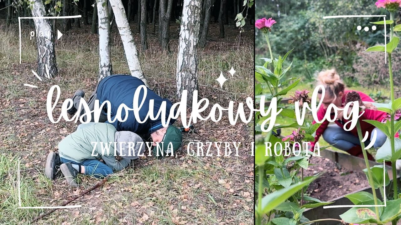 Grzybobranie bez grzybów, cudowne spotkanie i troszkę o mojej pracy [Leśnoludkowy vlog ep. 14]