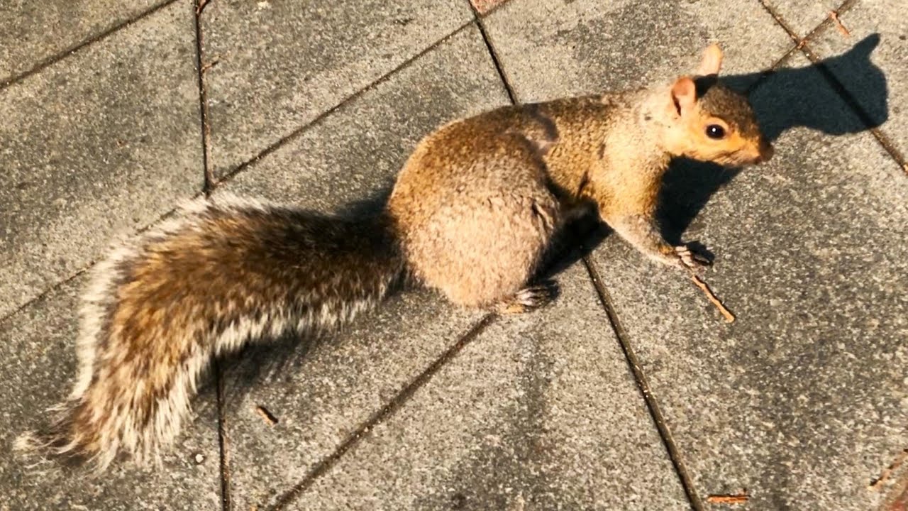 Few view shots in Central Toronto, Ontario. There are lots of sparrows and red squirrels on street.