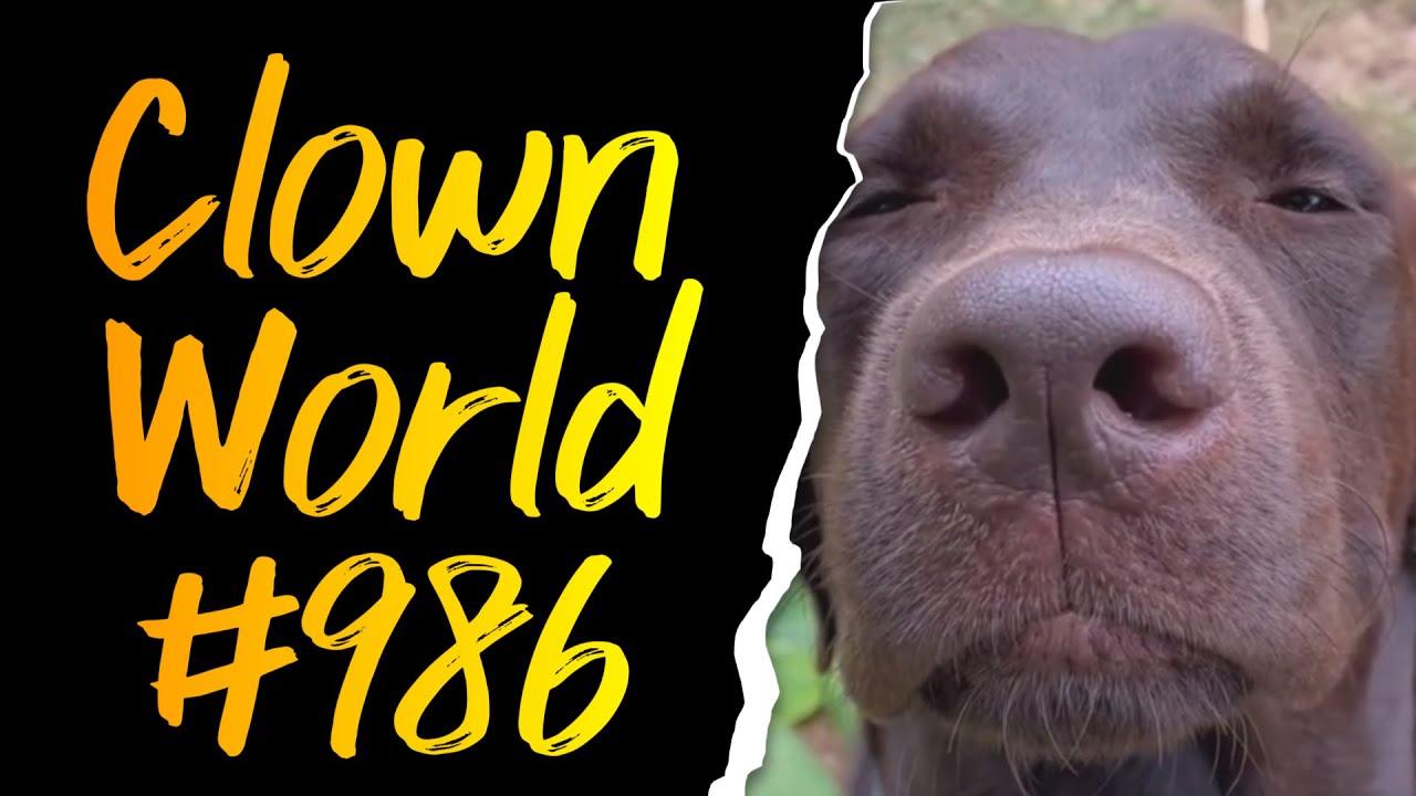 Multiculturalism is a Failed Experiment | Doggos | Clown World #986