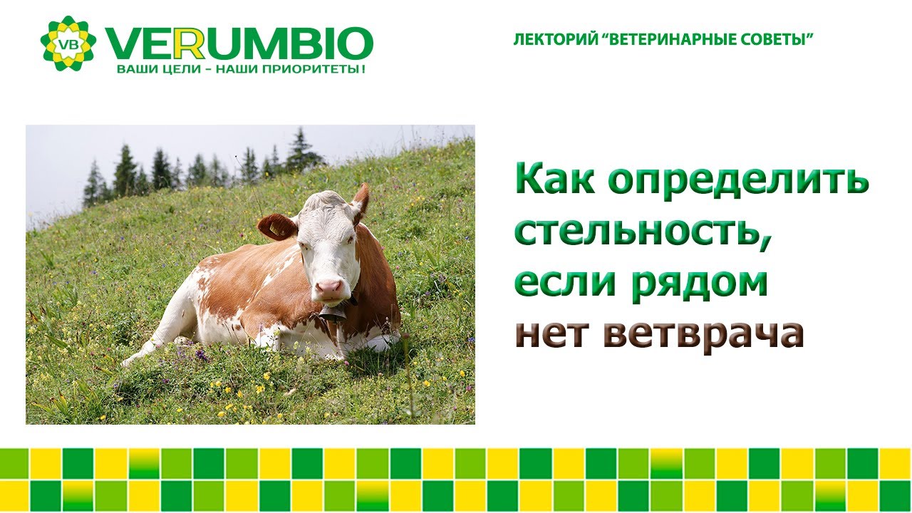 Как определить стельность, если рядом нет ветврача