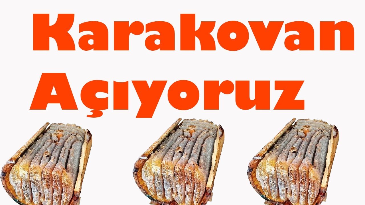 Kafkas Karakovan a&ccedil;ıyoruz