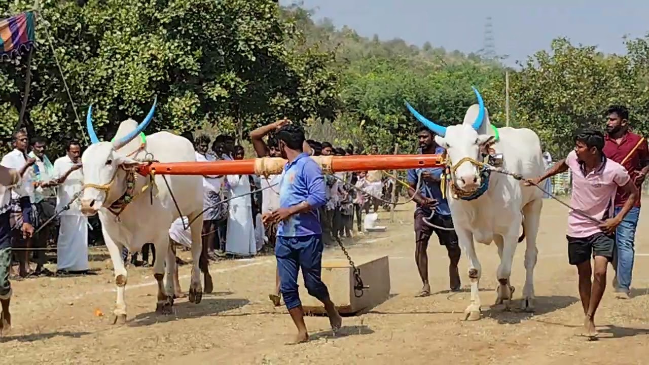 మొట్నూతల పల్లి దేశపు ఎద్దుల విభాగంలో 2వ జత
