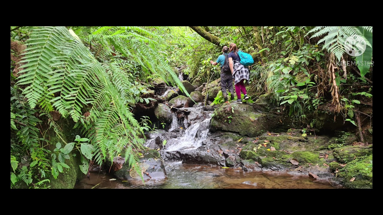 🐸Las Cataratas Perdidas de Cinchona 2021🇨🇷 Costa Rica 🇨🇷