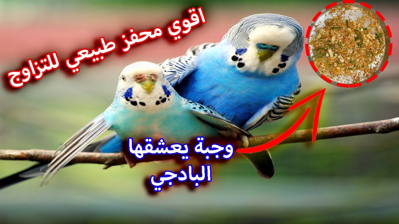 أكلة سحرية لو اكلتها لعصافيرك مش هتلاحق علي الانتاج 🐦😍$
