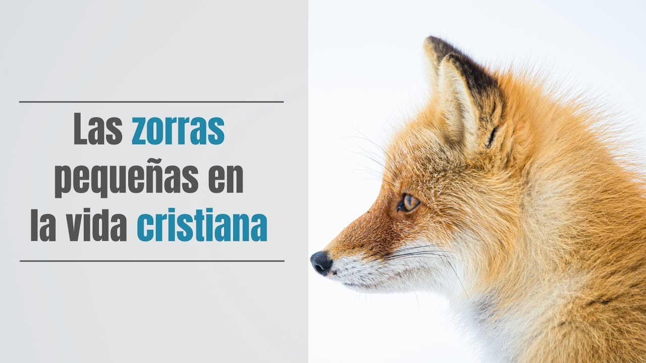 Las zorras pequeñas en la vida cristiana. (Parte 1)