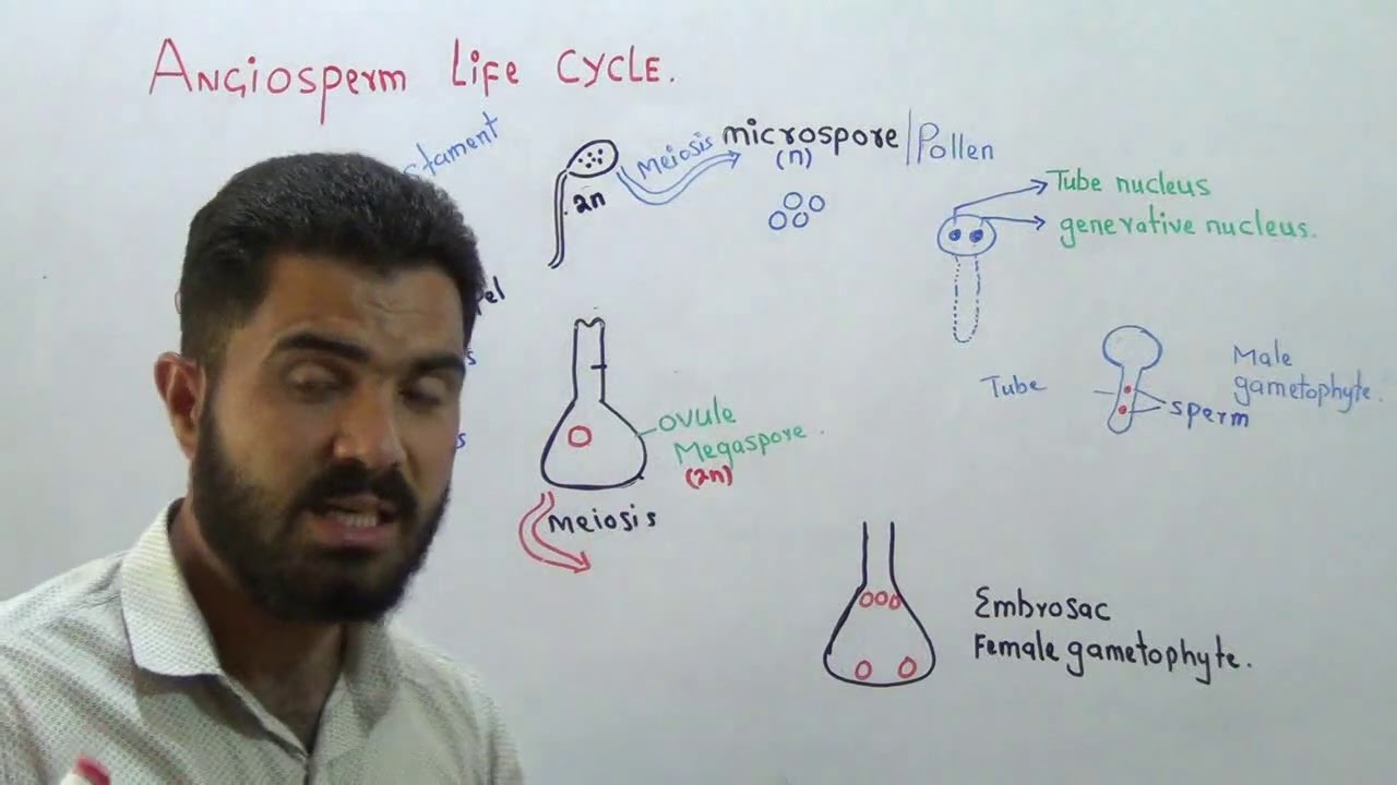 L-9 Angiosperm Life cycle