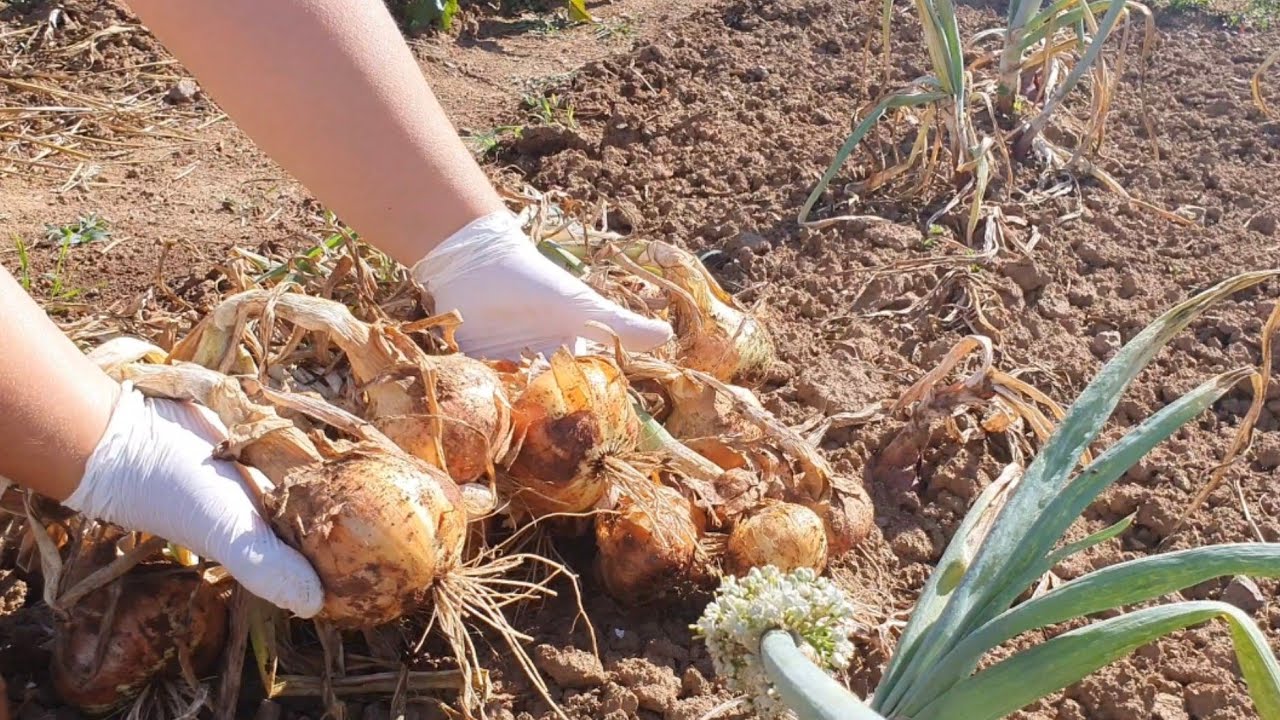 Когда пора вынимать лук из земли??