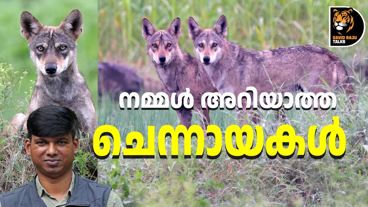 ബുദ്ധിമാൻ ചെന്നായ പക്ഷേ,വംശനാശത്തിൻ്റെ വക്കിൽ; Wolf #davidrajutalks #wildlife #animals