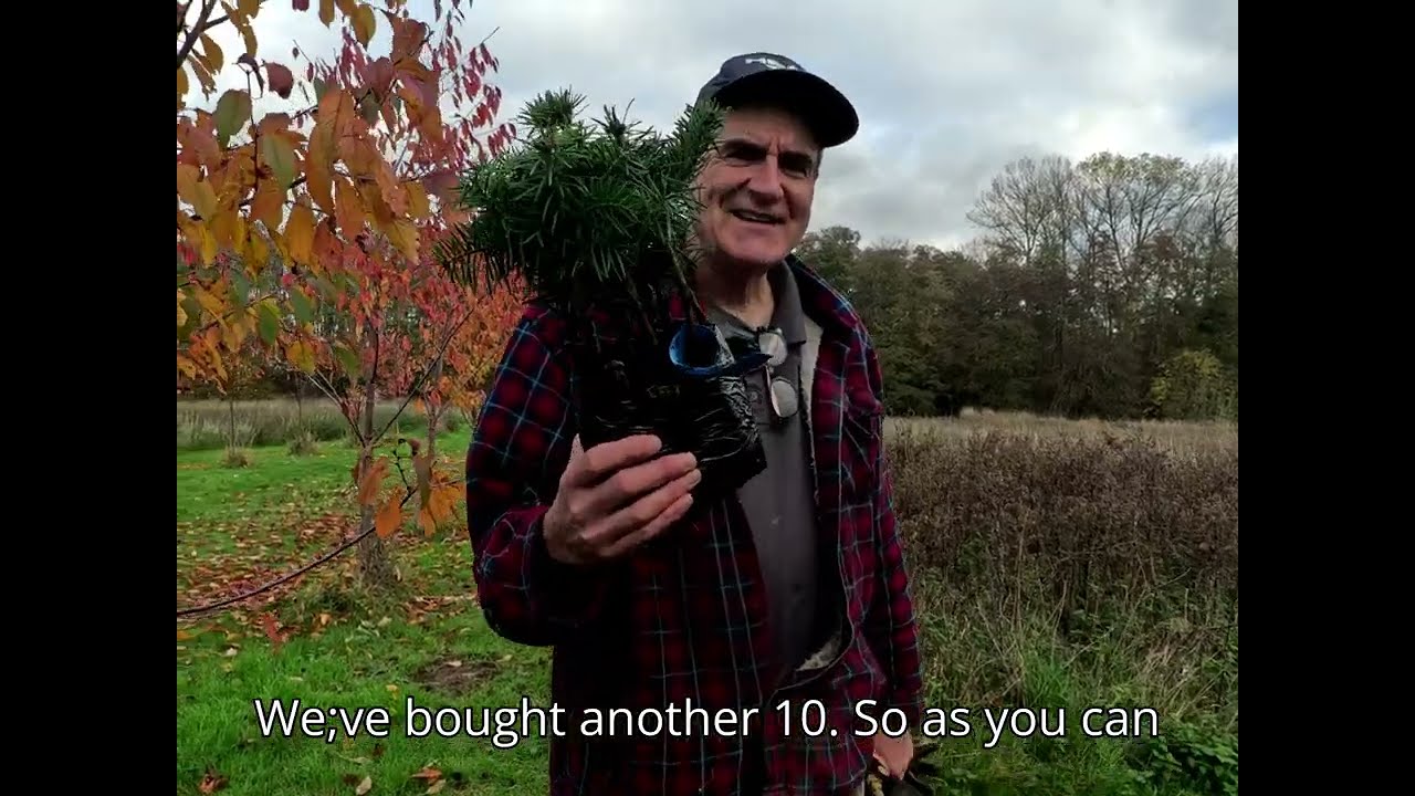 Planting Nordman Firs and rare Black Poplar Trees