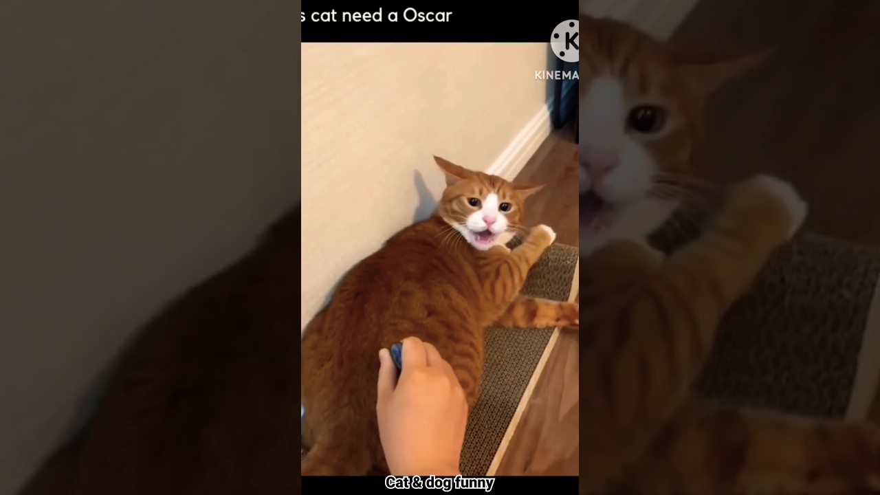 cat & dog funny shorts / #dog #cat #funny #funnyanimals #animal #funnypets #funnycute #pets #happy