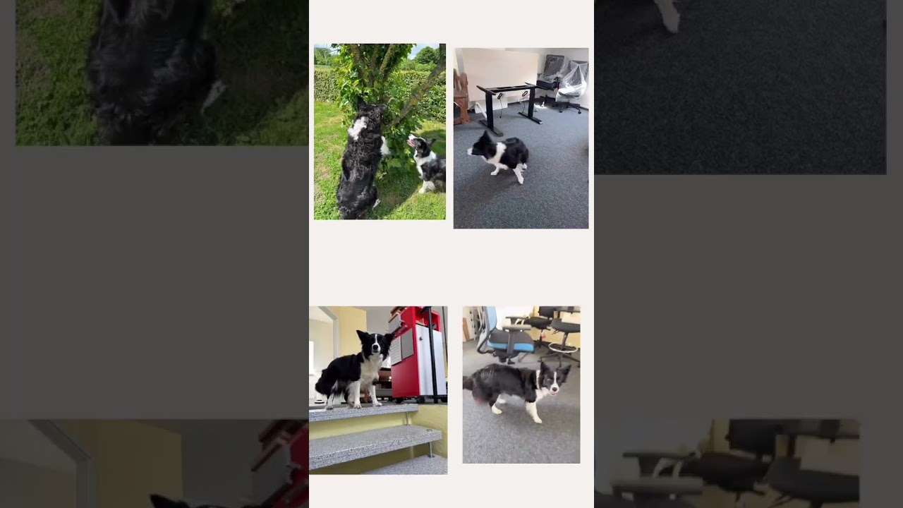 Tag des B&uuml;rohundes  #flensburg #gro&szlig;solt #bordercollie #gorotec #supportlocal #doglife #b&uuml;robedarf