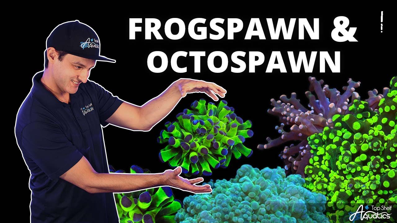 Серия Top Shelf Aquatics по уходу за кораллами: лягушачья икра и осьминогов