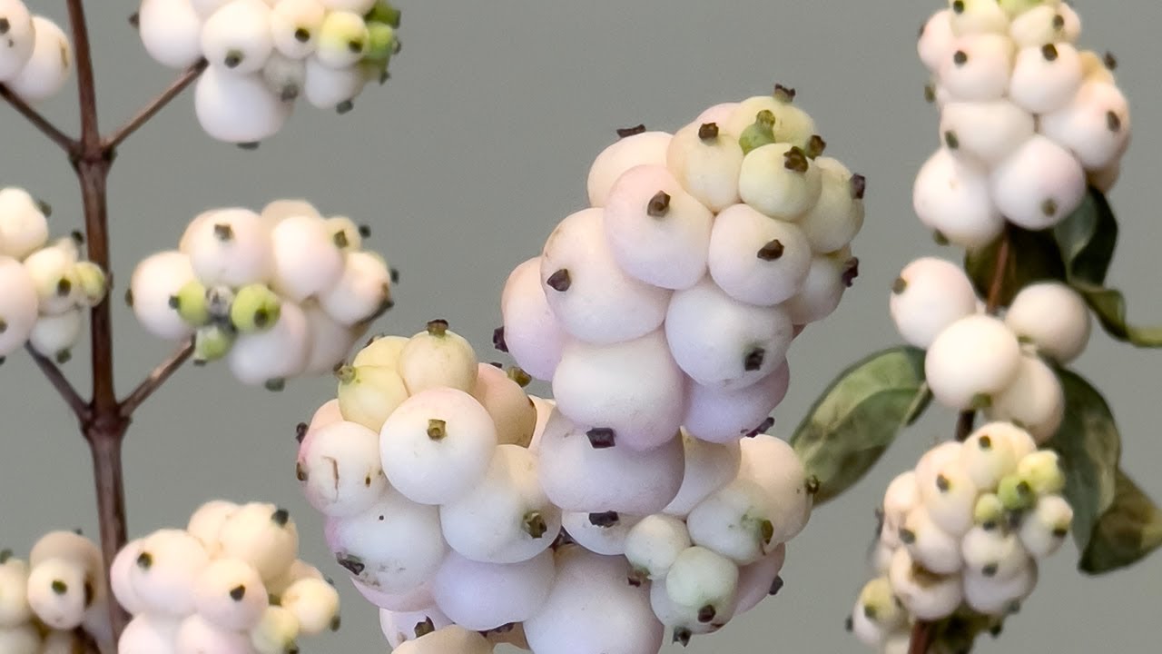 Представляем Snowberry