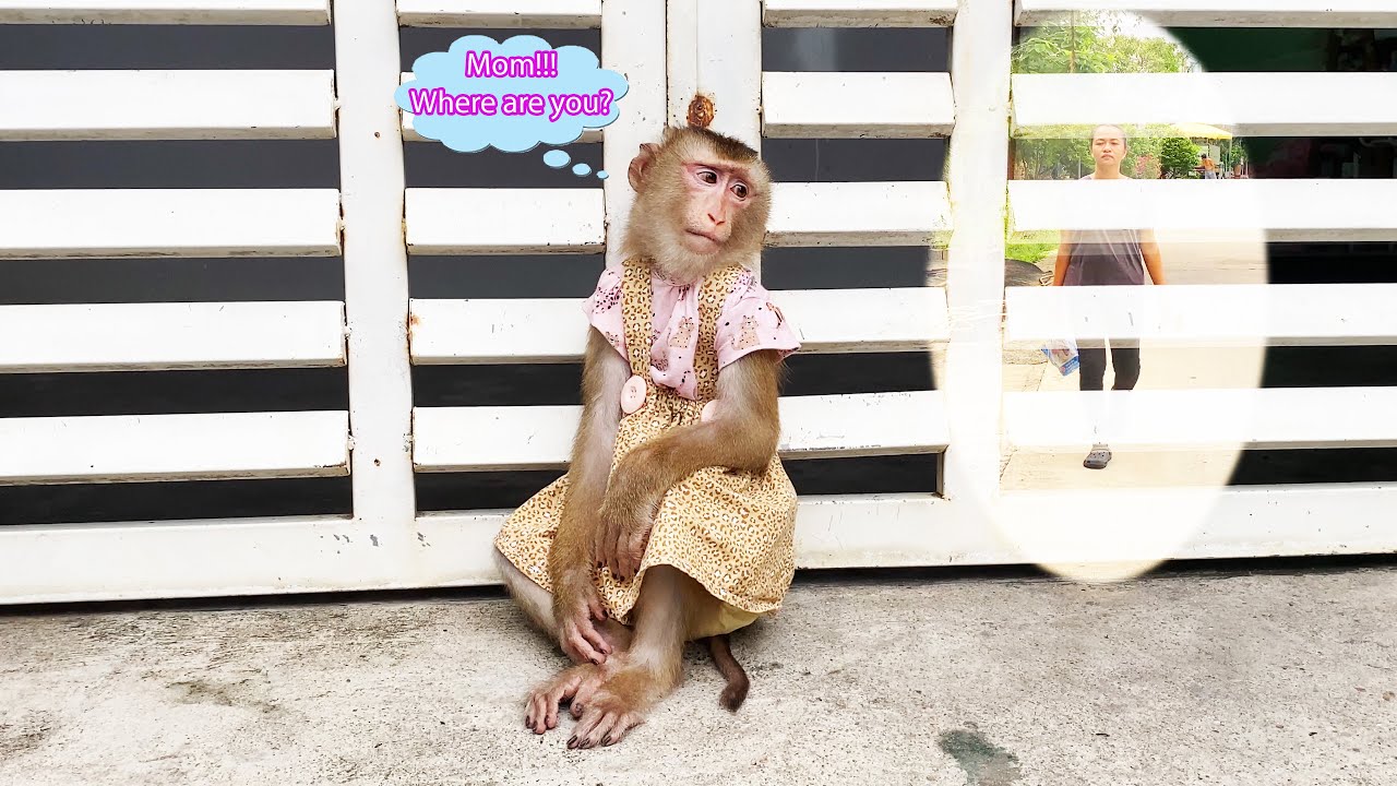 Monkey Lyly rushed to find her mother after waking up and finding her not at home.