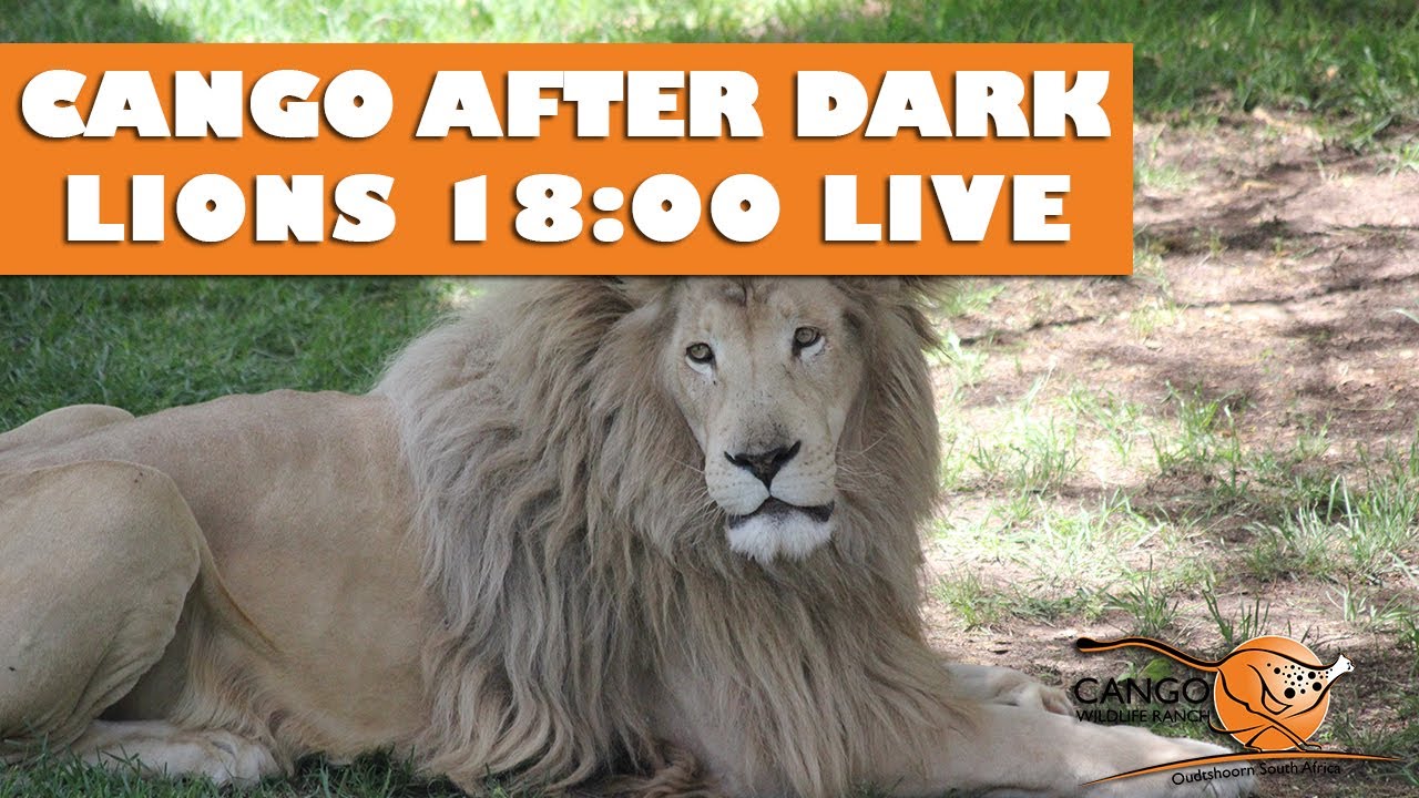 Cango After Dark - Lions 18:00 Stream