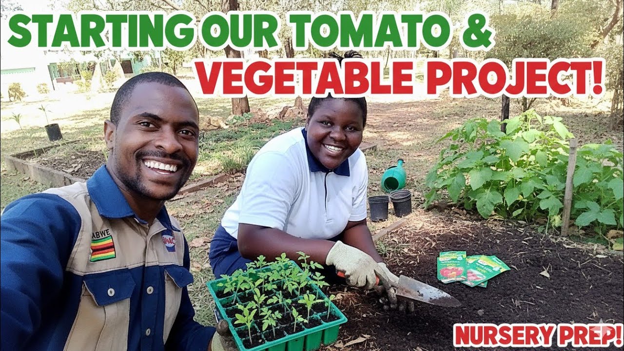 Starting a Tomato & Vegetable Project in the Rural Village — Our Daily Farming Diaries