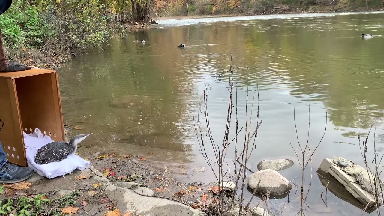 Rare sighting of a red-throated loon