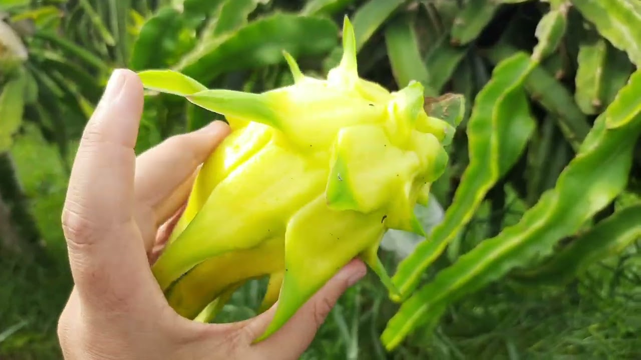 Pitaya Amarela Golden Isis