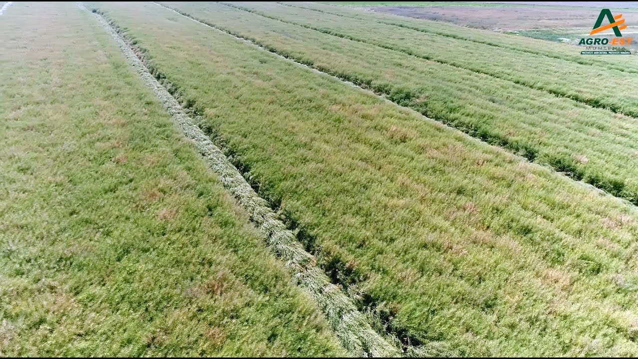 Fertilizarea rapiței: Rețeta specialiștilor Agro-Est Muntenia