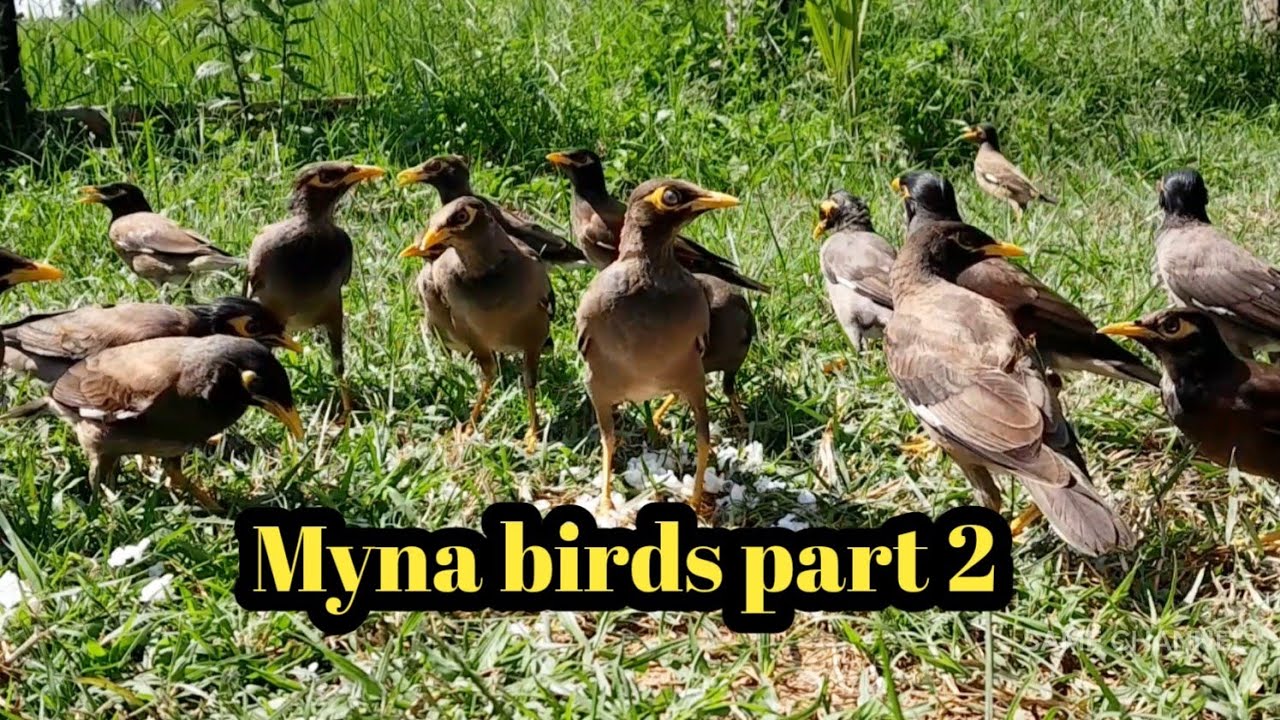 Myna birds part 2 | SAME CHANNEL