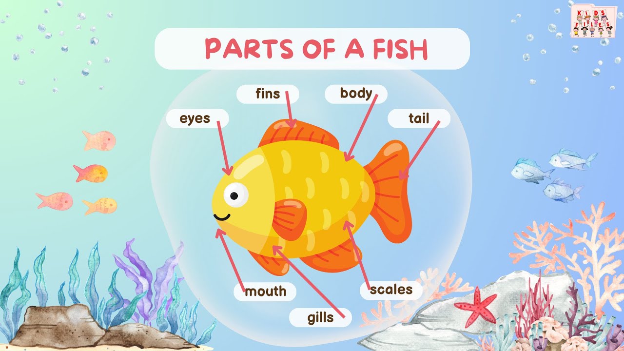 Learn the Parts of a Fish| Flashcards for Kids| English Vocabulary| Animal Body Parts