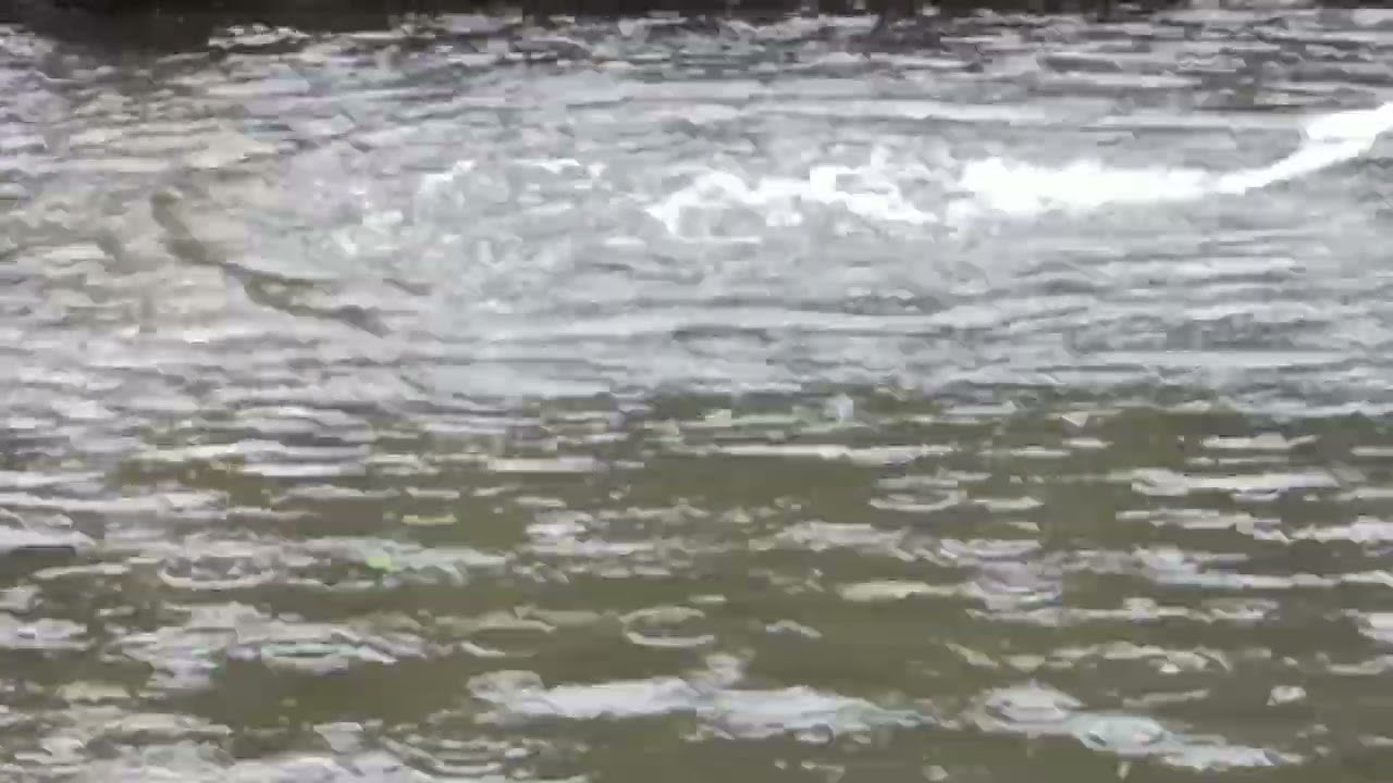 Gentle Drizzle Over A Peaceful Pond | Relaxing Rain Ambience