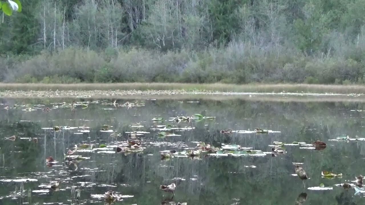 Lens Pond
