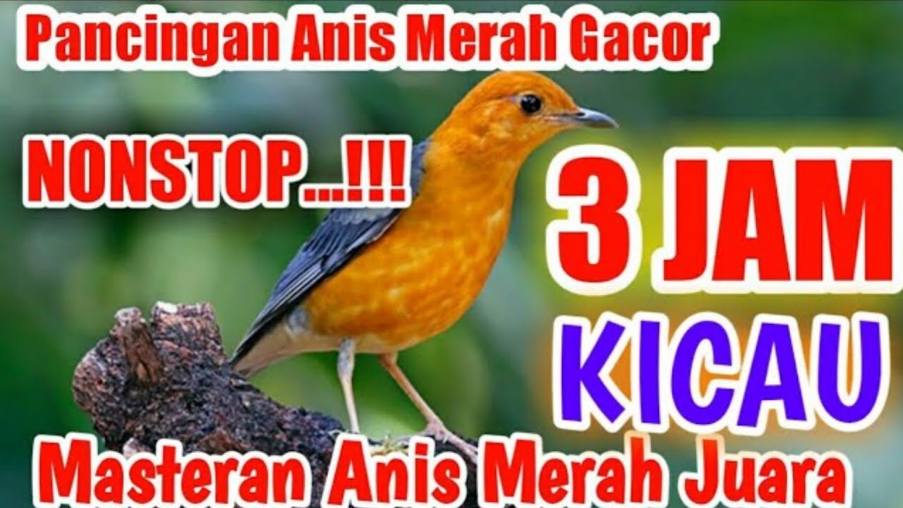 PANCINGAN BURUNG ANIS MERAH MASTERAN 3 JAM FULL | 3 Hours Orange Headed Thrush.