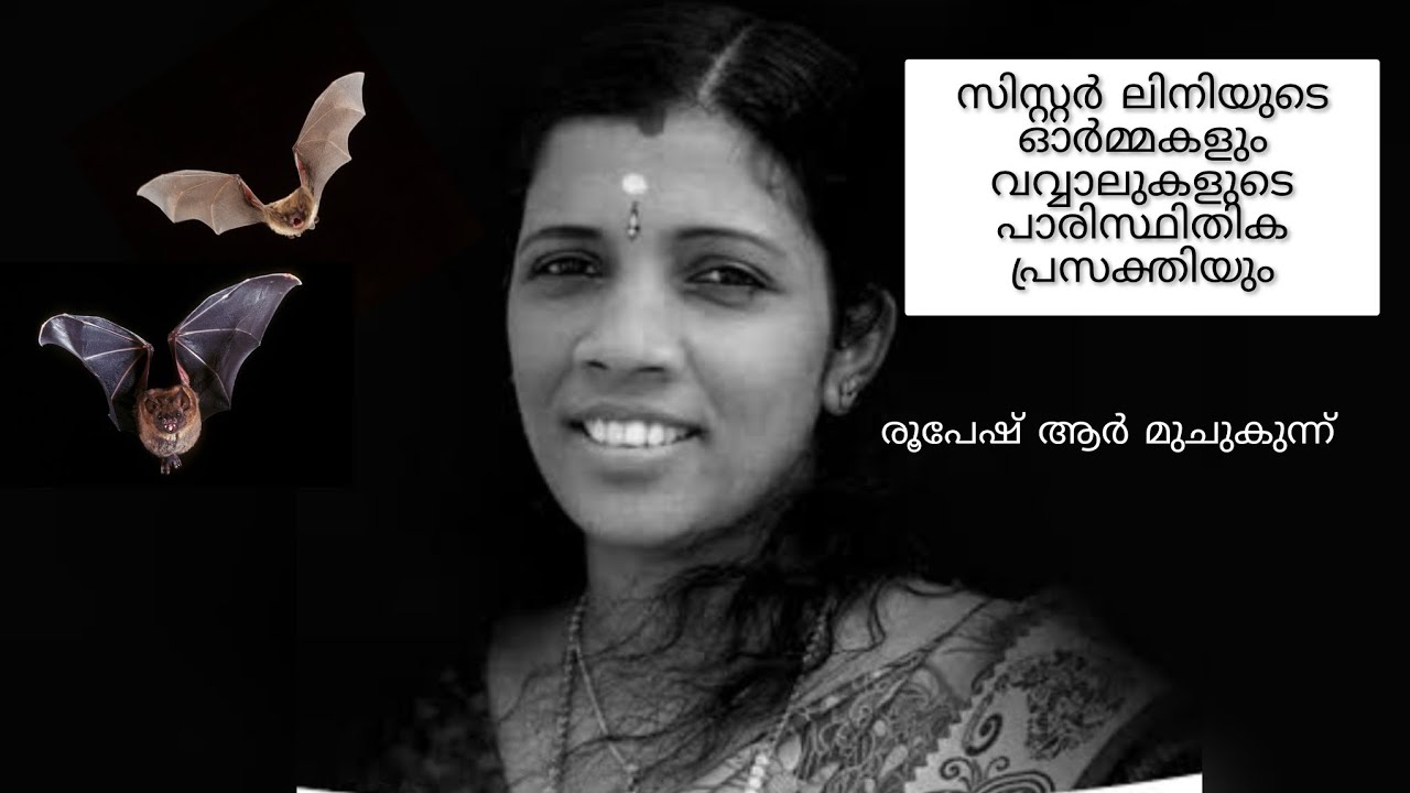 സിസ്റ്റർ ലിനിയുടെ ഓർമ്മകളും വവ്വാലിനായുള്ള പോരാട്ടങ്ങളും #roopeshrmuchukunnu 