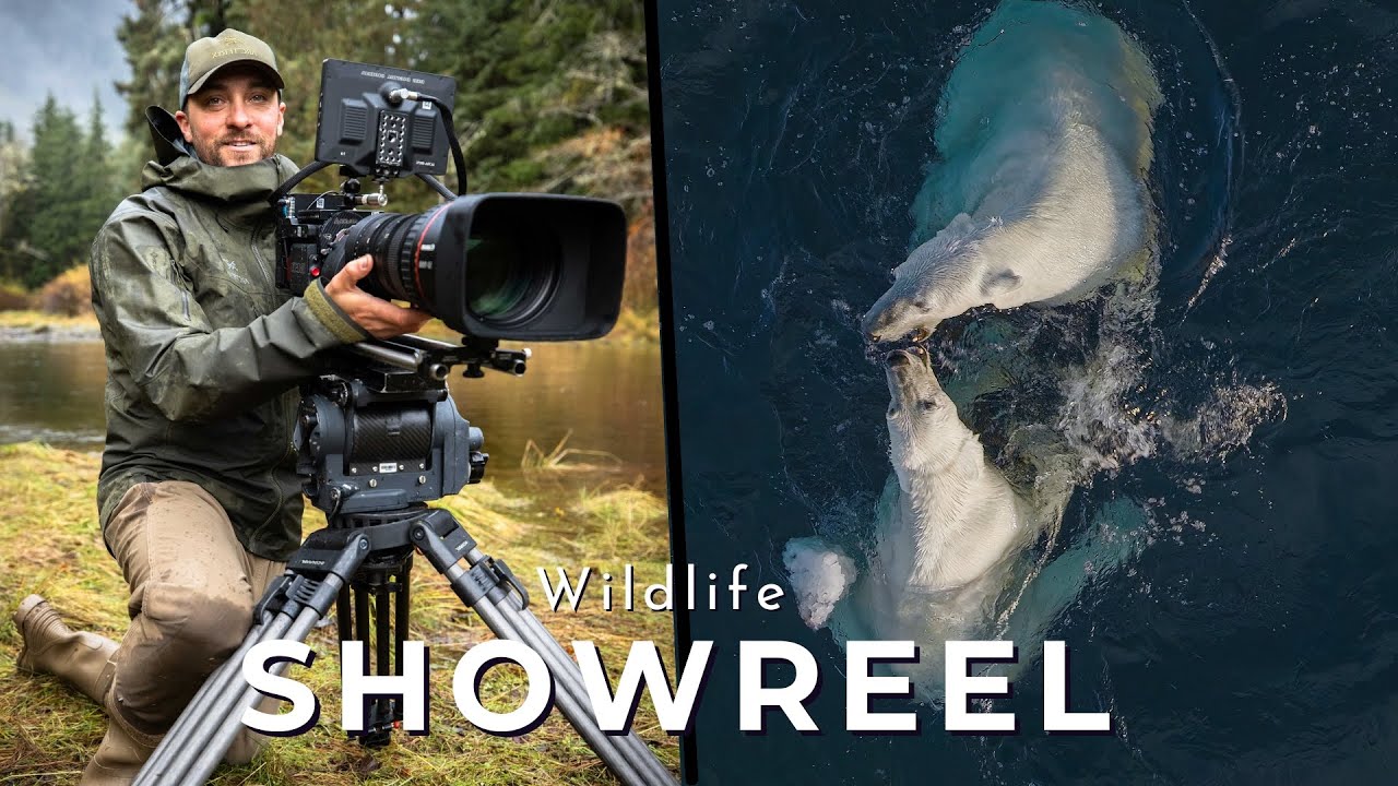 7 Tips To Make Your Wildlife Showreel