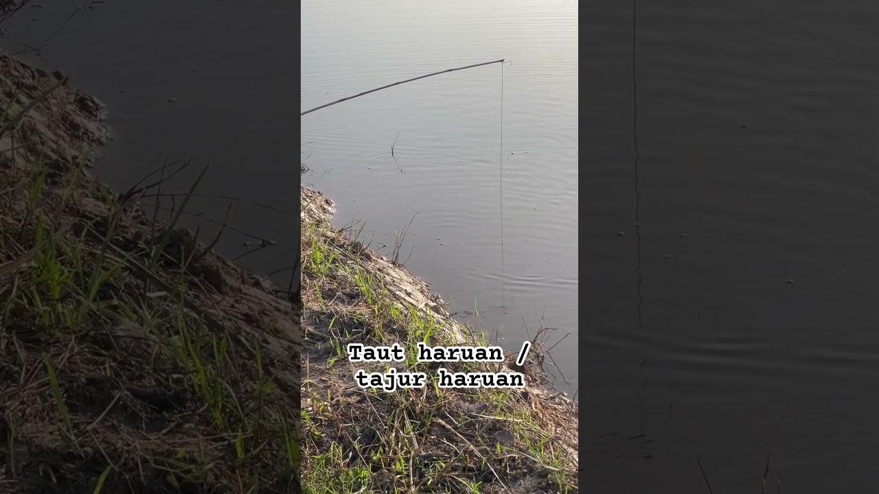 Tajur haruan atau taut ! Agak2 ada saiz ke rakan sahabat ? #tajurharuan  #tahantajur #snakehead