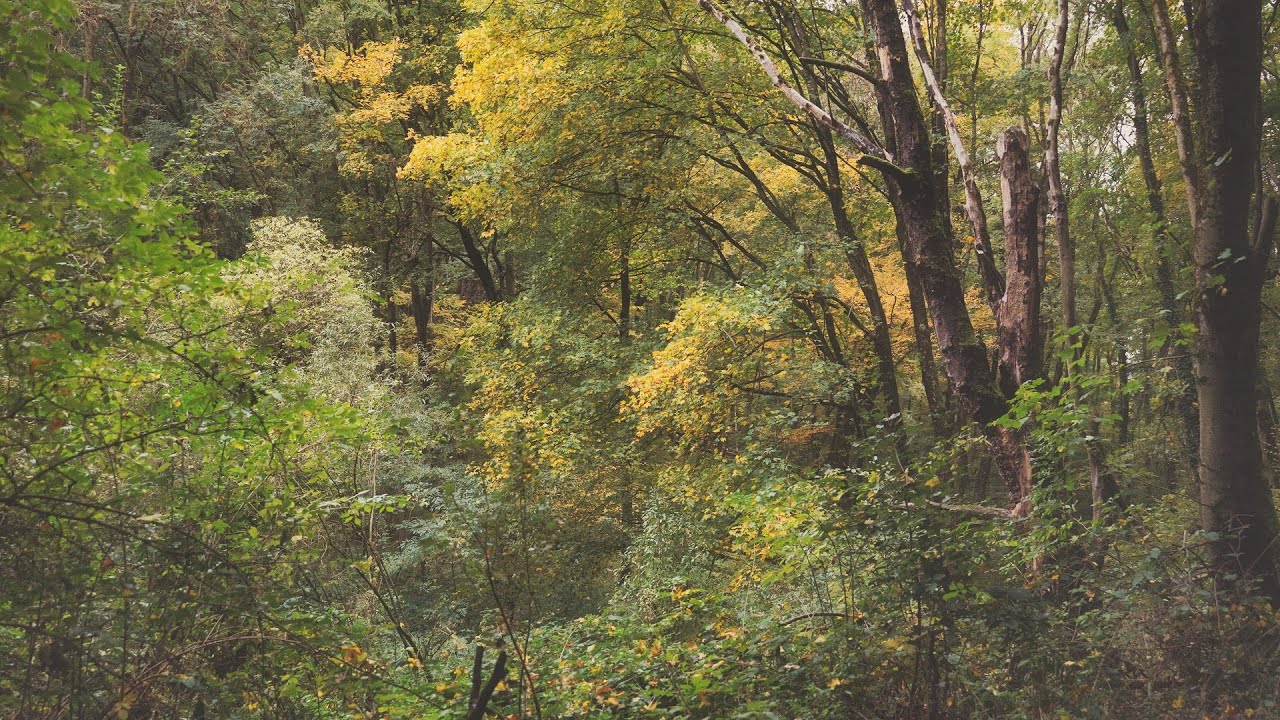 🌳 4K - Relaxing Nature Sounds For Stress Relief, Forest Sounds, Bird Song, ASMR, No AI