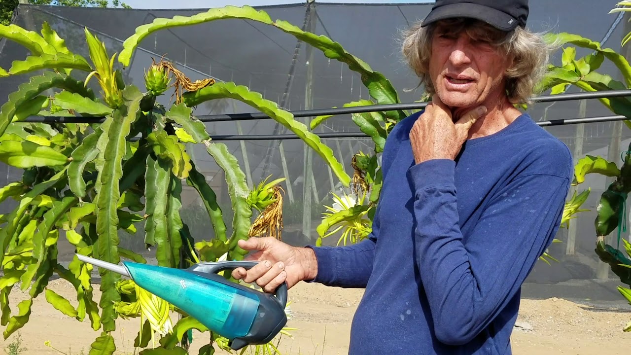 Commercial dragonfruit pollination