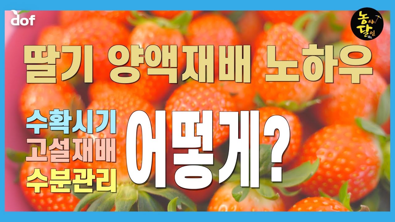[딸기] 양액재배(1편) / 딸기하우스 수분관리 습도관리 / 빨리 수확? / 고설재배 장점